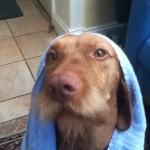 dog1