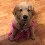 dog2