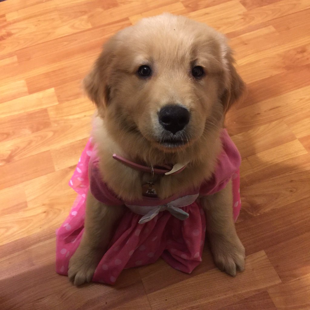 dog pink dress