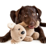 dogtoy