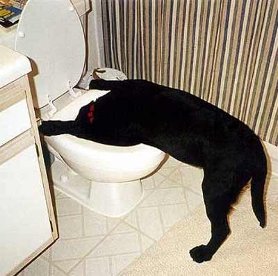 dog drinking from toilet