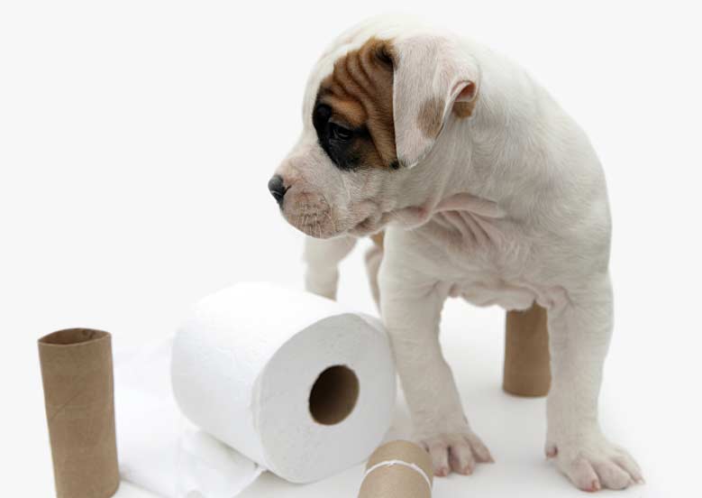 how to stop dog from pooping inside dog with toilet paper