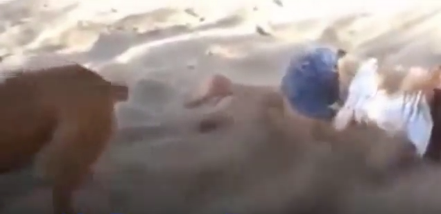 funny dog kicks sand at kids on the beach