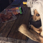 10-dog-beg-2