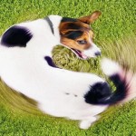 2-dog-chase