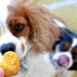 2-giving-dog-treat
