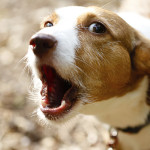 4-dog-bark-everything