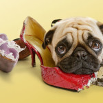 5-dog-chew-shoe