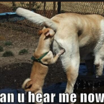 6-dog-butt-sniff