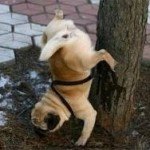 7-dog-pee