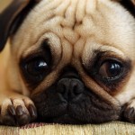anxiety-dog