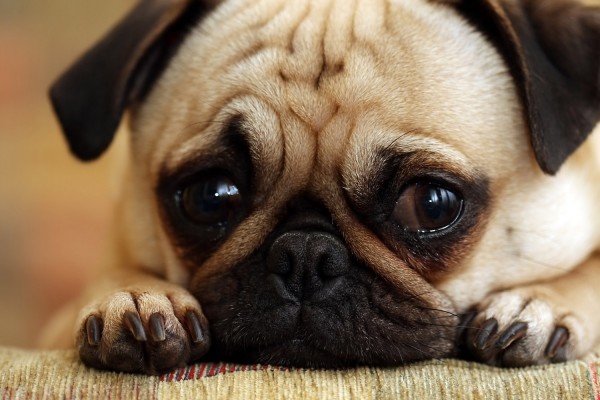 anxious sad dog