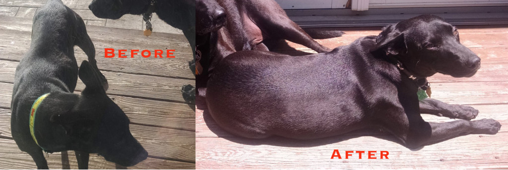 rescue adoption dog before and after
