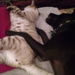 dog-hugging-cat