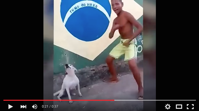 dog dancing with boy in brazil