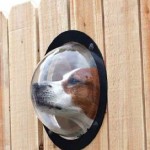 9-dog-window