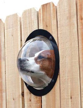 dog peek window fence