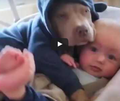 cute dog hugging baby video