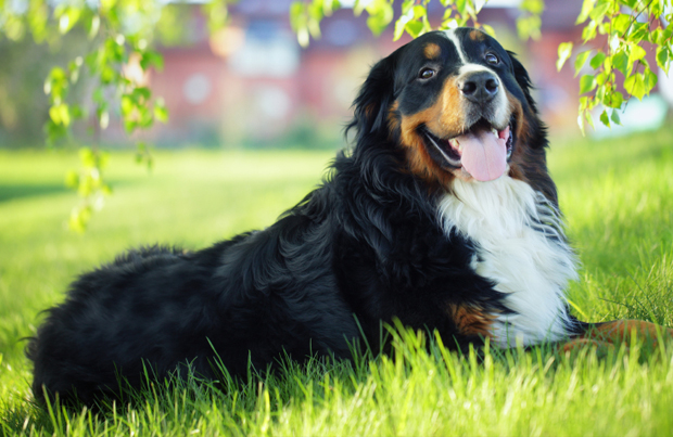 bernese mountain dog breed