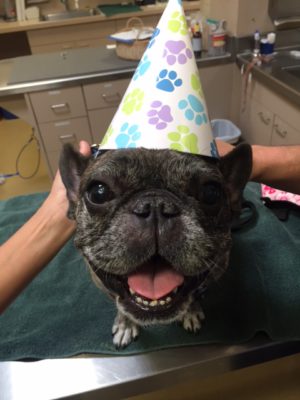 calvin the bulldog cancer tumor happy smiling puppy