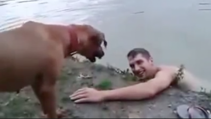 dog jumps in to save drowning human