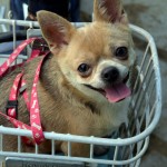 dog-in-a-basket