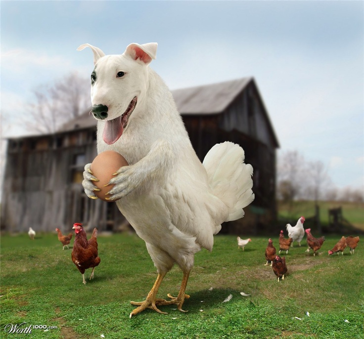 dog and chicken combined