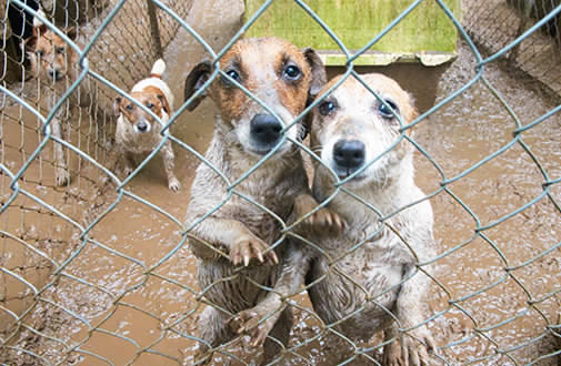 puppy mill how to tell