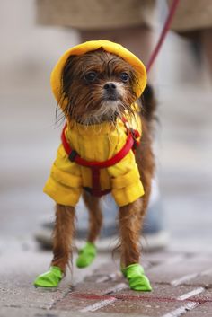 dog rain