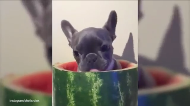 cute dog eating a watermelon french bulldog