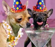 hilarious dog photo partying