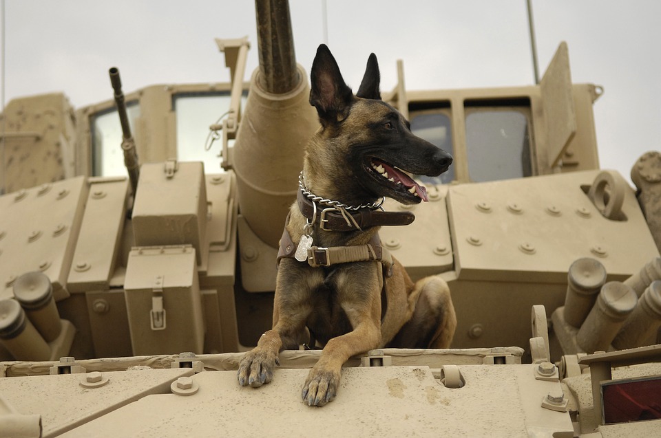 war dog fundraiser patriotic pets july 4