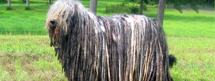 Bergamasco Shepherd dog herd farm about