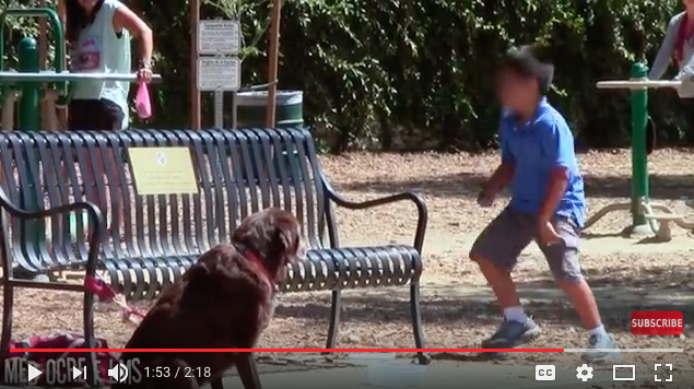hilarious dog prank