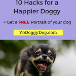 yodoggydog-com-copy