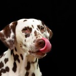 dalmation