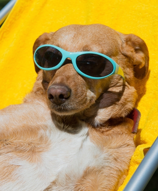 dog summer tips, dog sunburn