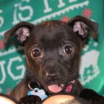 funny dog name