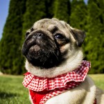 hilarious-dog-names