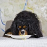 hilarious-dog-names
