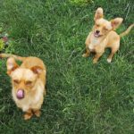 hilarious dog names