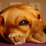 paws
