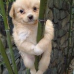 1-funny-dog-pics