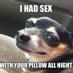 2-funny-dog-pics