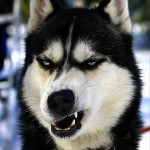 3-funny-dog-pics