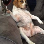 4-funny-dog-pics