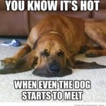 6-funny-dog-pics