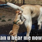 8-funny-dog-pics