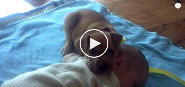 dog and baby, cute dog videos