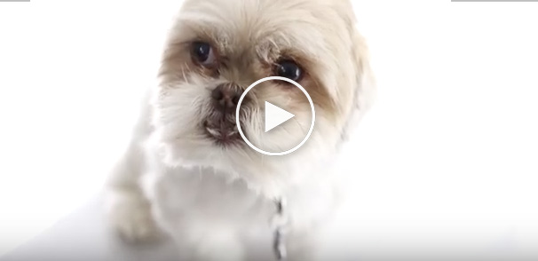 dog show, cute dog videos